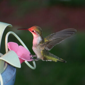hummingbird