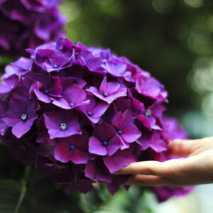 hydrangea